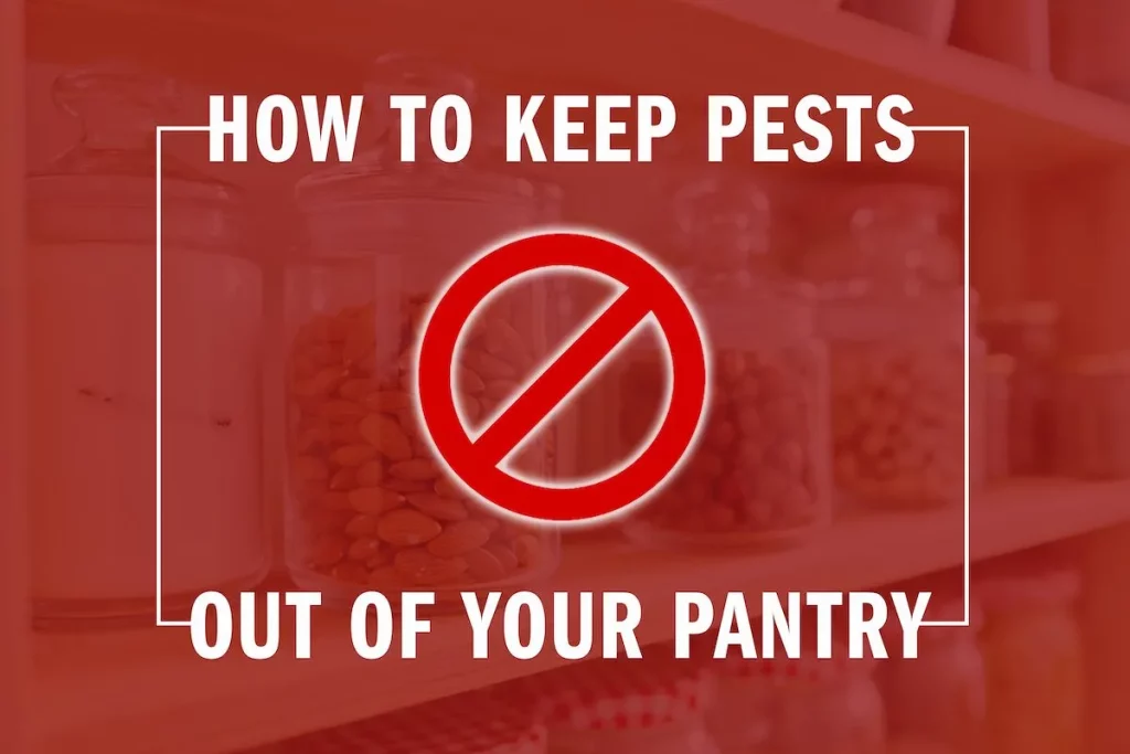 how to keep pests out of your pantry