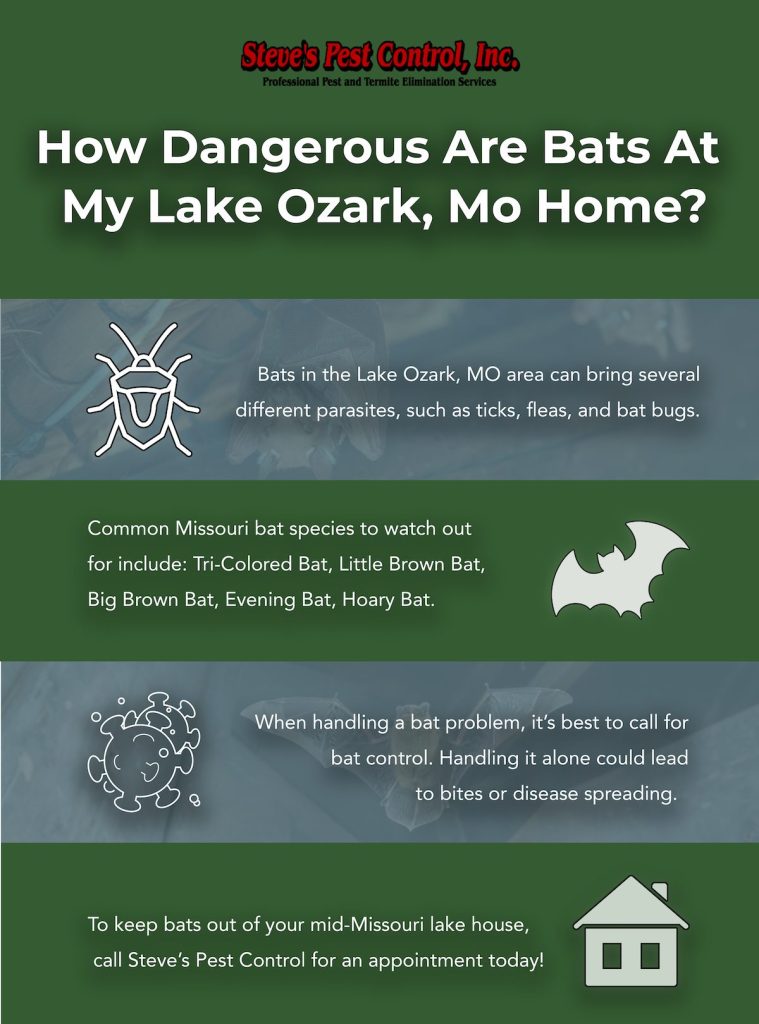 How Dangerous are Bats at my Lake Ozark, MO Home?

Bats in the Lake Ozark, MO area can bring several different parasites, such as ticks, fleas, and bat bugs.

Common Missouri bat species to watch out for include: Tri-Colored Bat, Little Brown Bat, Big Brown Bat, Evening Bat, Hoary Bat

When handling a bat problem, it's best to call for bat control. Handling it alone could lead to bites or disease spreading

To keep bats out of your Mid-Missouri lake house, call Steve's Pest Control for an appointment today!