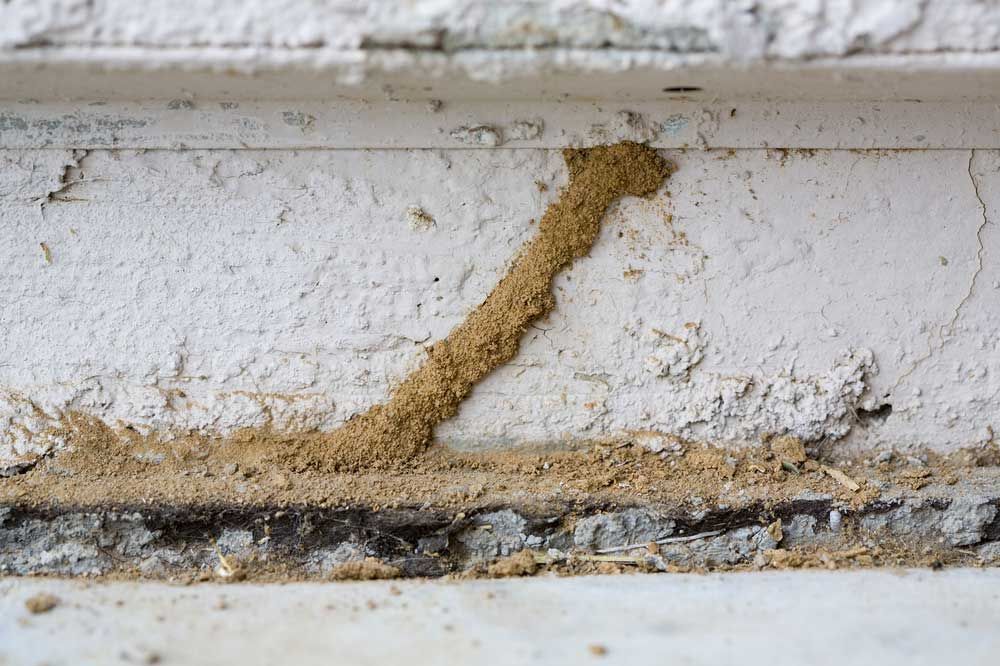 termite tunnels
