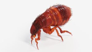 steve s pest flea