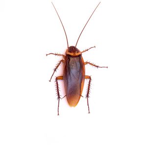 top,view,a,dead,cockroach,on,white,background