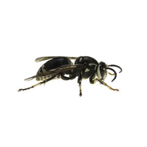 a,neat,looking,bald faced,hornet,photographed,isolated,against,a,white