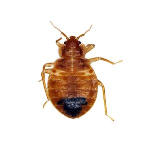 bedbug:,infestations,can,lead,to,itchy,bites,and,sleepless,nights.