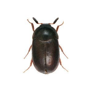 male,of,the,black,carpet,beetle,attagenus,unicolor,from,the