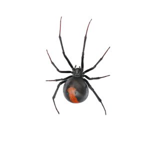 deep,focus,of,black,widow,spider,/,red,back,spider