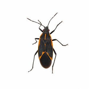 eastern,boxelder,bug,(boisea,trivittata),a,north,american,native,true