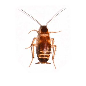 brown banded cockroach