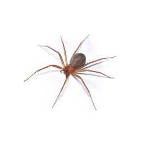 closeup,picture,of,a,female,of,the,mediterranean,recluse,spider