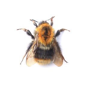 bumblebee,isolated,on,white,background