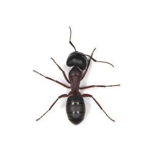 carpenter,ant,isolated,on,white,background.,this,ant,is,a