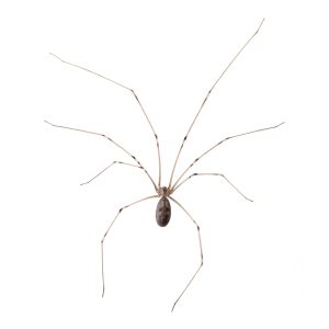 long bodied,cellar,spider,(pholcus,phalangioides),isolated,on,a,white,background