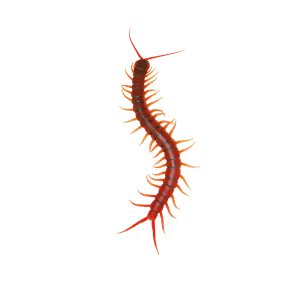 centipedes,are,invertebrates,belonging,to,the,class,chilopoda,,in,the