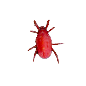 clover mite