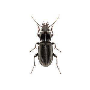 common,black,ground,beetle,pterostichus,melanarius,isolated,on,white,background,