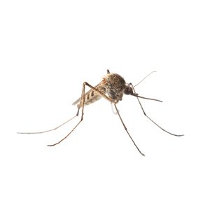 mosquito,(culex,pipiens),standing,on,white,background