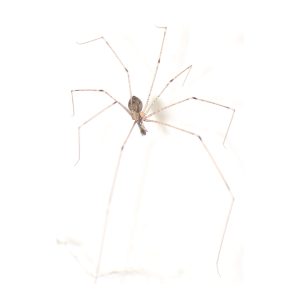 close,up,of,a,daddy,long,legs,spider,in,its