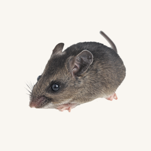 deer mouse