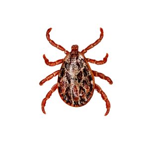 tick,isolated,over,white,background.,tick,is,the,common,name