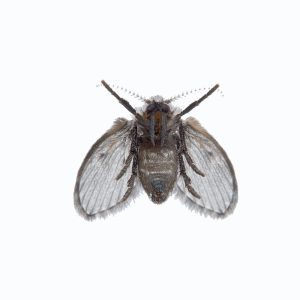 wild,drain,fly.,clogmia,albipunctata