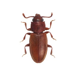 foreign,grain,beetle,ahasverus,advena,silvanidae,isolated,on,a,white