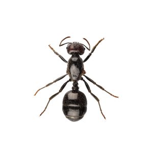 black,garden,ant,species,lasius,niger,in,high,definition,with