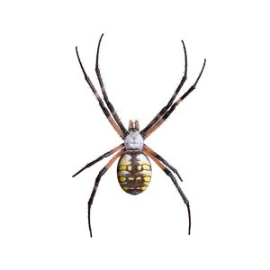 garden spider