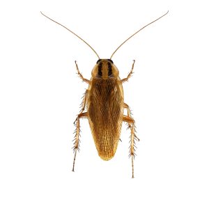 german,cockroach,(blattella,germanica),isolated,on,a,white,background