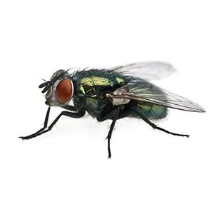 greenblowfly 1920w