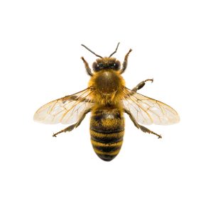 detail,of,bee,or,honeybee,in,latin,apis,mellifera,,european