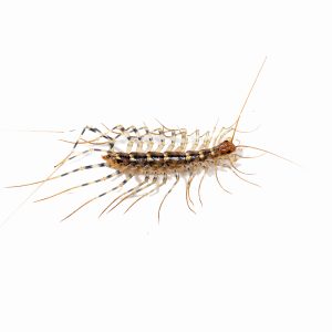 the,centipede,on,white,background