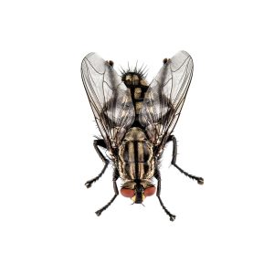 live,house,fly,isolated,on,white,background