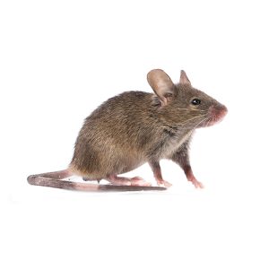 gray,common,house,mouse,isolated,on,white,background