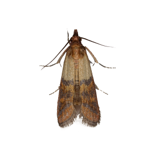 indian meal moth