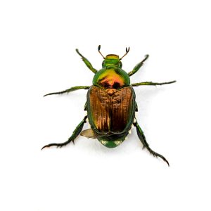 japanese,beetle,popillia,japonica,isolated,on,a,white,background.