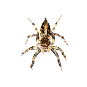 group,of,jumping,spider,isolated,on,white,background.,insect,animals.