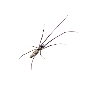 long jawed spider