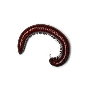 millipede,isolated,on,white,background.,siamese,pointy,tail,millipede.,myriapoda