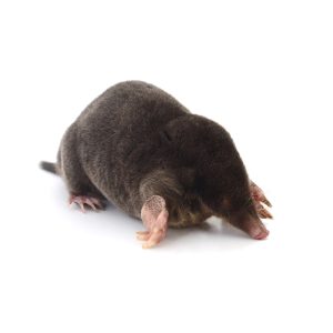 wild,european,mole,isolated,on,white,background.