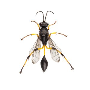 wasp,mud,dauber,species,sceliphron,destillatorium,in,high,definition,with