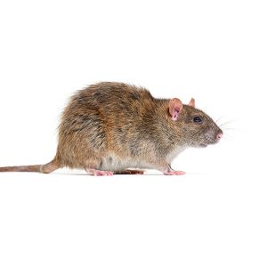 side,view,of,a,brown,rat,,rattus,norvegicus,,isolated