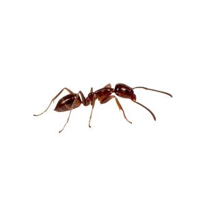 odorous house ants