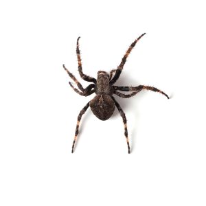 orb weaver,spider,isolated,on,white,(araneus,ventricosus)