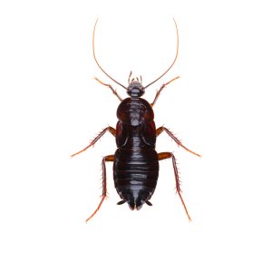 the,oriental,cockroach,(blatta,orientalis),,also,known,as,the,waterbug