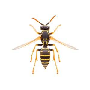 yellow,striped,paper,wasp,polistes,nimpha,isolated,on,white,background,