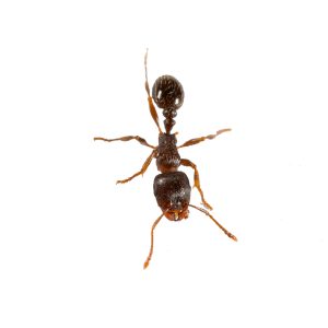 pavement,ant,,tetramorium,species e,,on,white,background