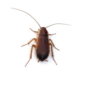 female,pennsylvania„?‚,wood,cockroach,(parcoblatta„?‚,pennsylvanica),on,a,white,background