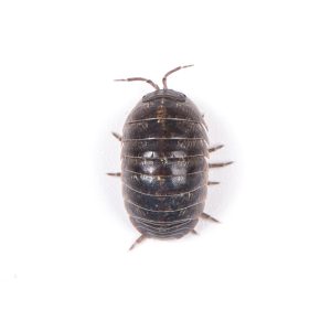 pill,bug,or,sow,bug,armadillidium,vulgare,isolated,on,white,background.