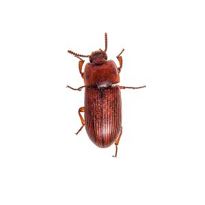 red,flour,beetle