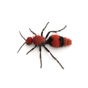 a,female,velvet,ant,(dasymutilla,occidentalis),isolated,on,a,white