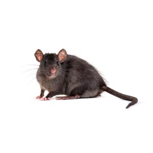 black,rat,,rattus,rattus,,in,front,of,white,background